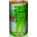 All Kinds Of Celery Seeds For Growing